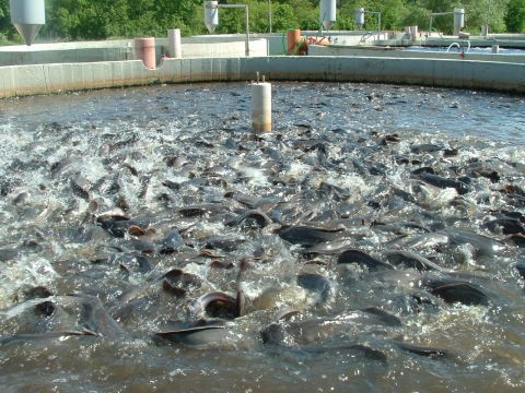 Read more about the article STATE FOR ACQUACULTURE SECTOR DEVELOPMENT