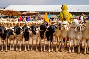 Read more about the article SOMALI CATTLE BREEDERS FEELING THE EFFECT OF DOWNSIZED HAJJ