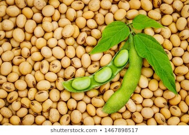Read more about the article SOYA BEANS SUPPLY ON MARKET DWINDLES